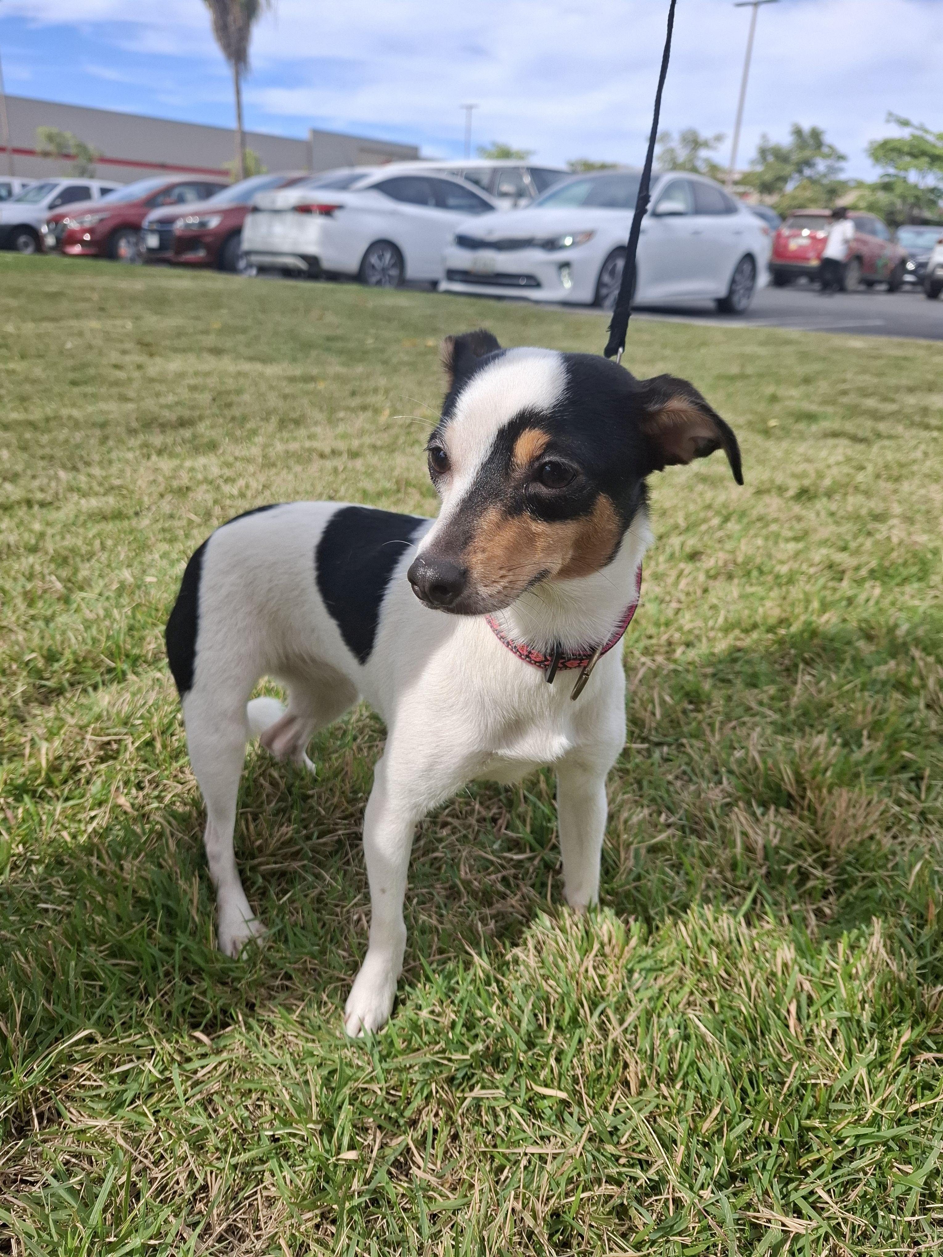 Enlarge Kenna & Otis, a ADOPTABLE mixed breed in Vancouver, BC image 4/6