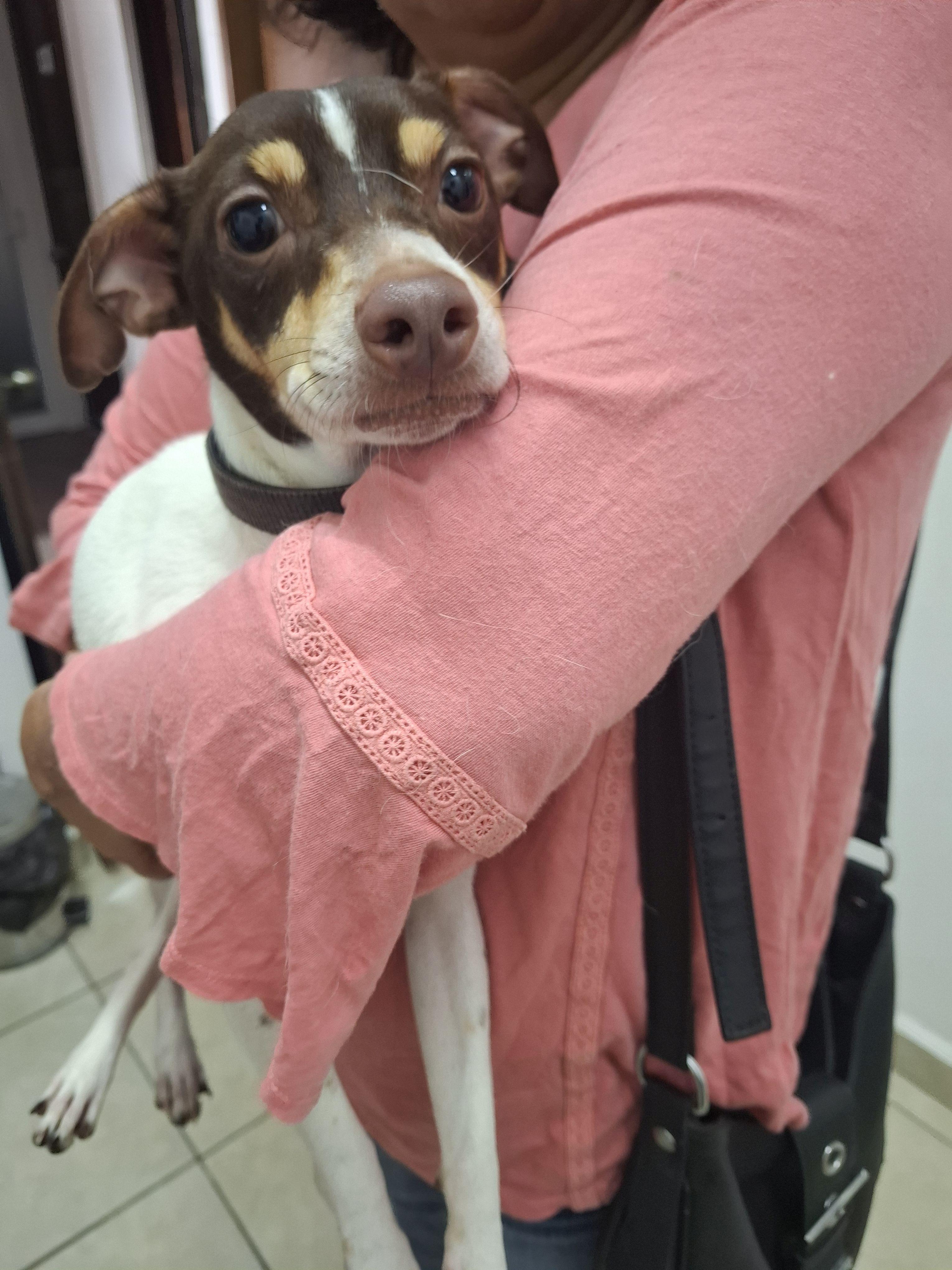 Enlarge Kenna & Otis, a ADOPTABLE mixed breed in Vancouver, BC image 5/6