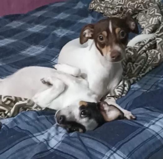 Enlarge Kenna & Otis, a ADOPTABLE mixed breed in Vancouver, BC image 1/6