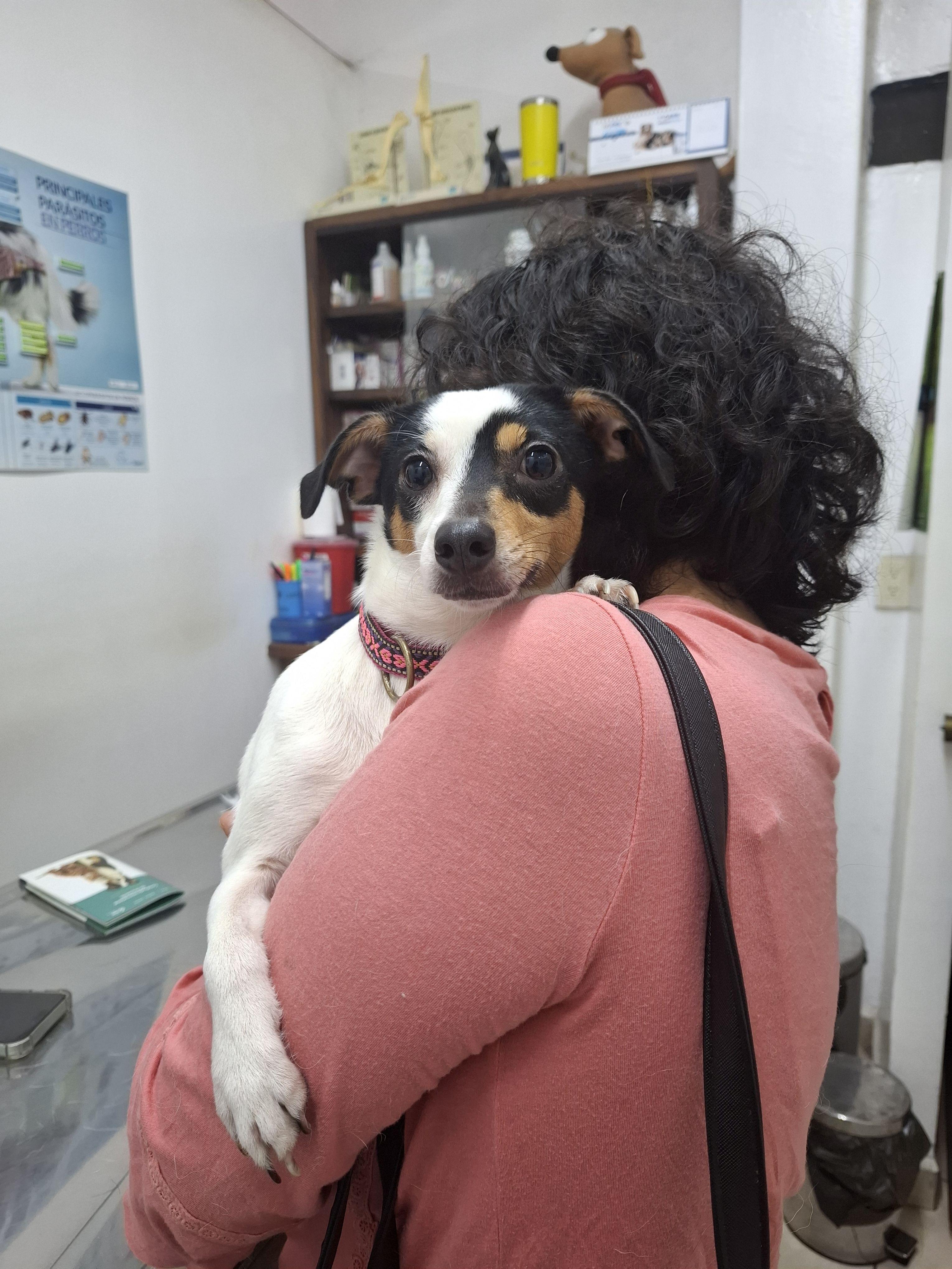 Enlarge Kenna & Otis, a ADOPTABLE mixed breed in Vancouver, BC image 3/6