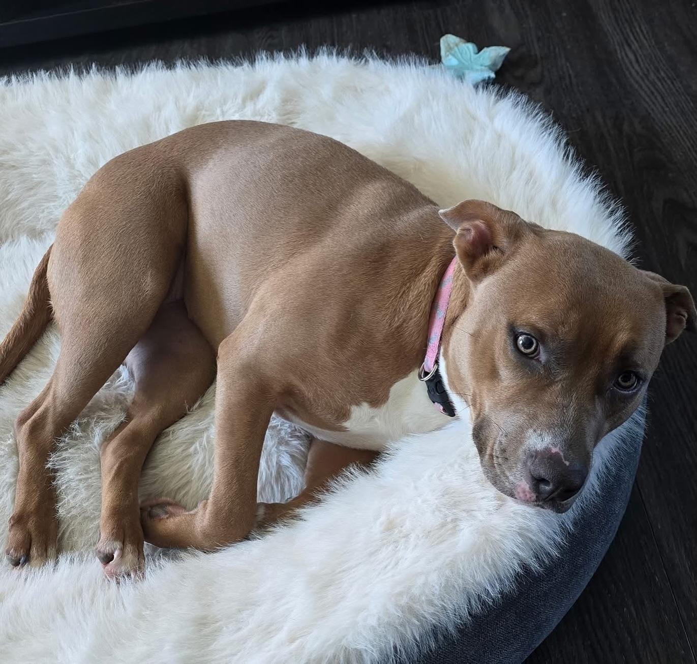 Nala, ADOPTABLE, Adult Female American Staffordshire Terrier.