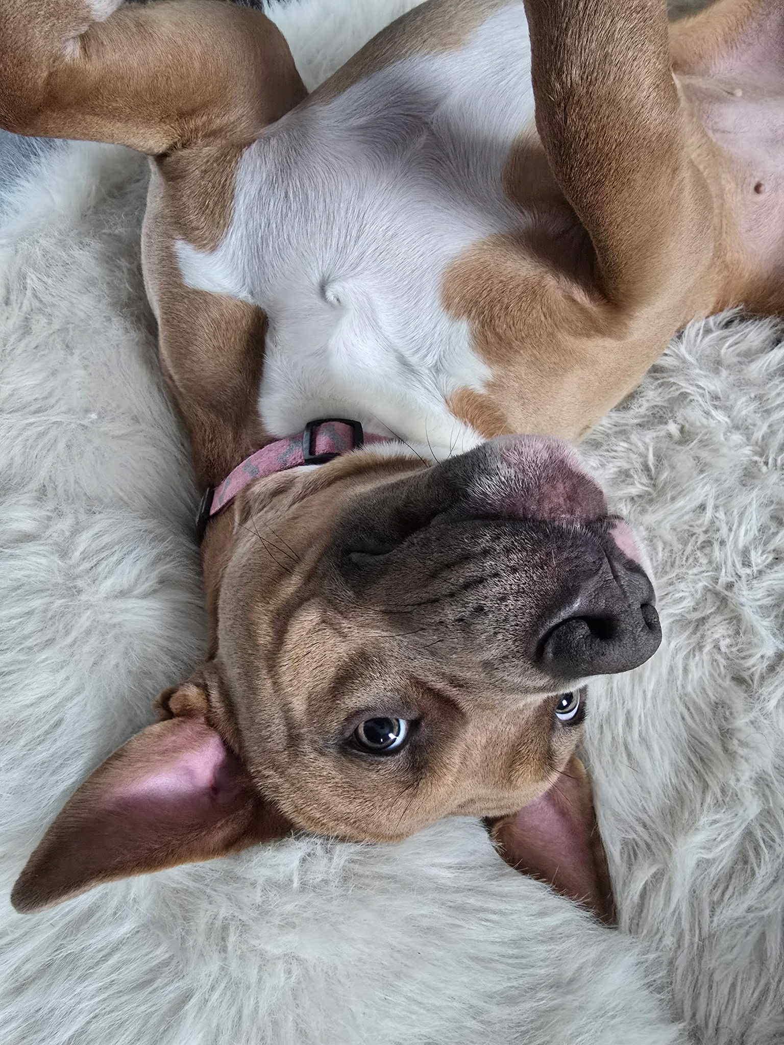 Enlarge Nala, a ADOPTABLE mixed breed in Salem, NH image 3/6