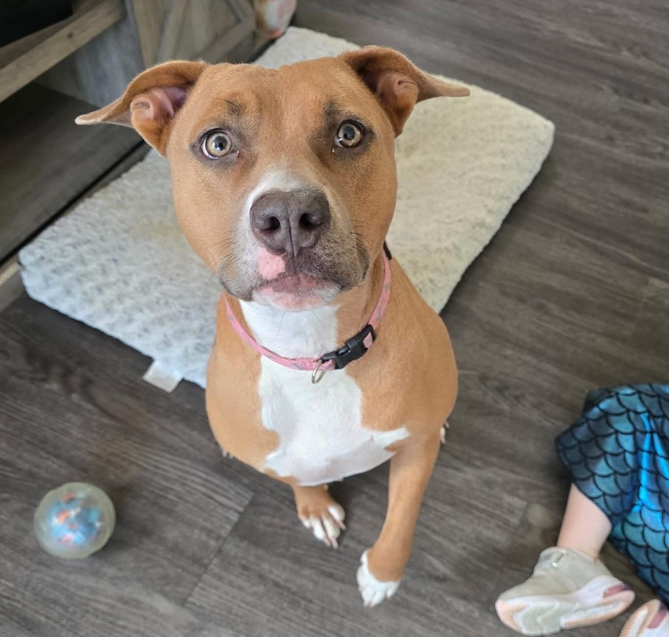 Enlarge Nala, a ADOPTABLE mixed breed in Salem, NH image 4/6