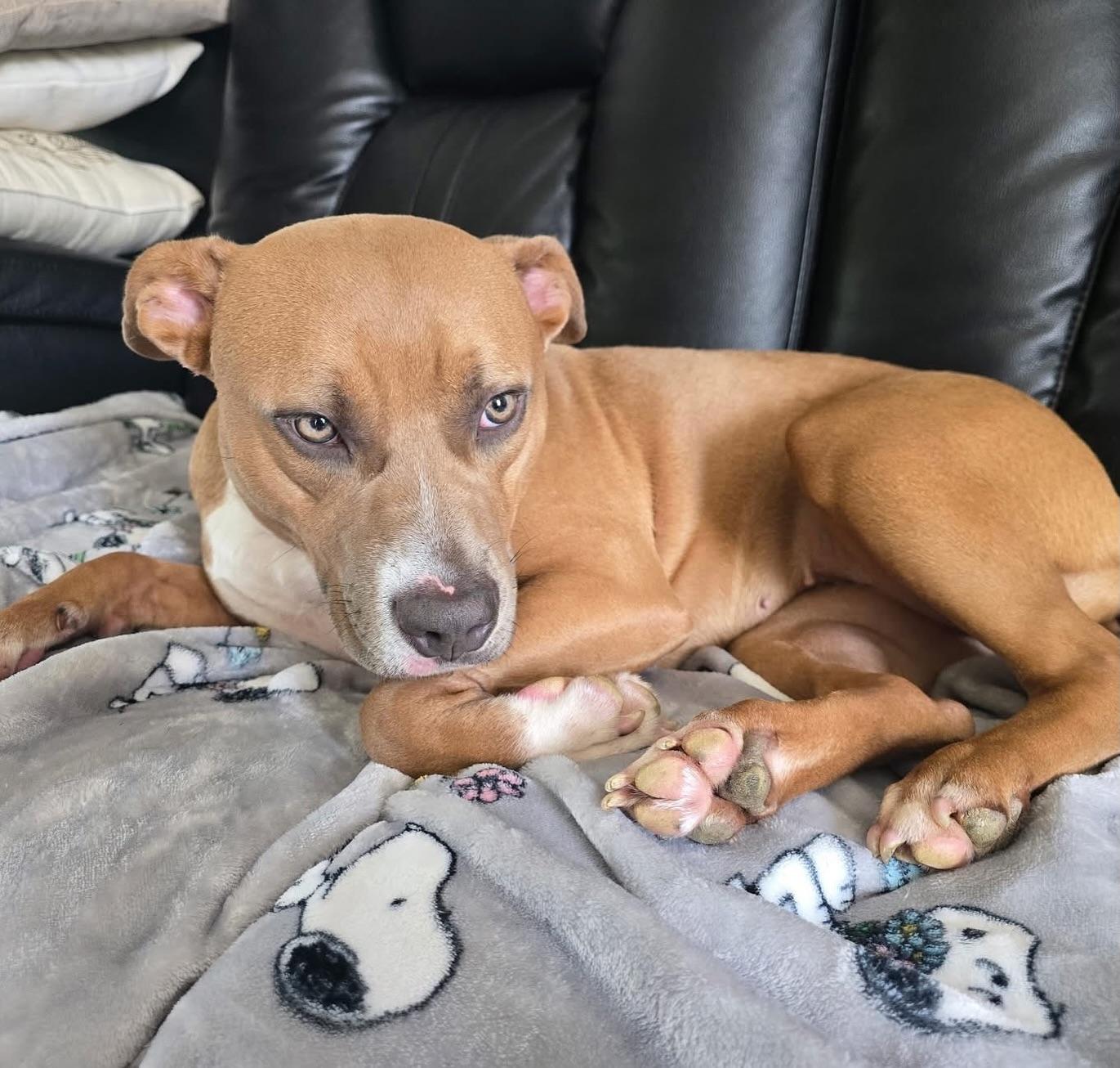 Enlarge Nala, a ADOPTABLE mixed breed in Salem, NH image 5/6