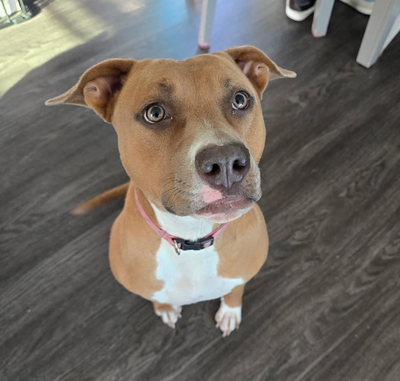 Enlarge Nala, a ADOPTABLE mixed breed in Salem, NH image 6/6