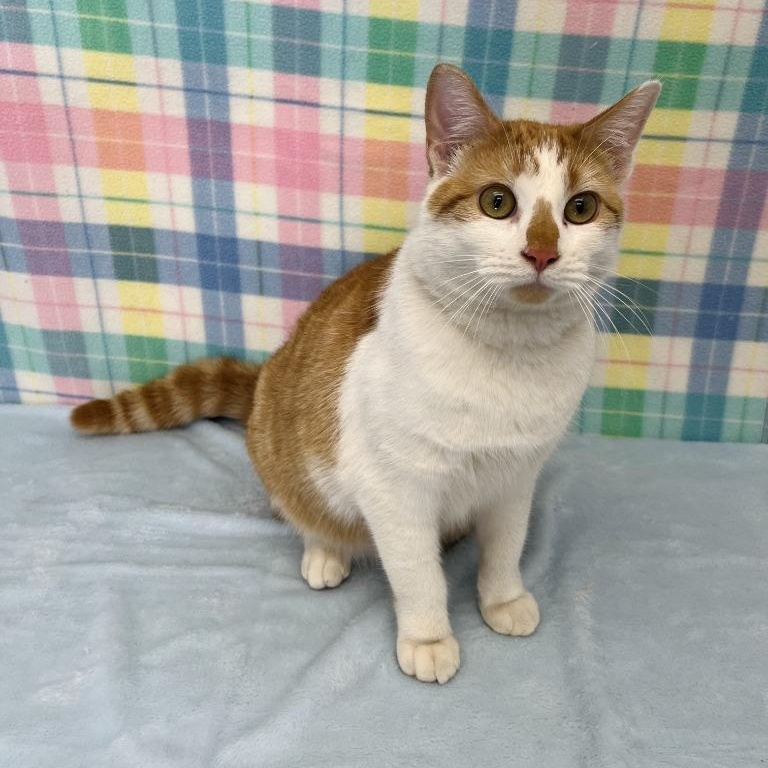 Enlarge Maple, an adopted Domestic Short Hair in Benld, IL image 1/1
