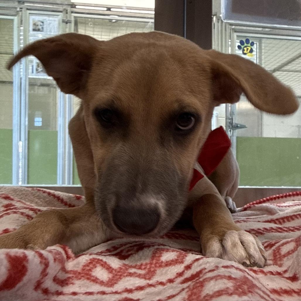 Enlarge Dawn, a Adoptable Mixed Breed in Las Cruces, NM image 1/4