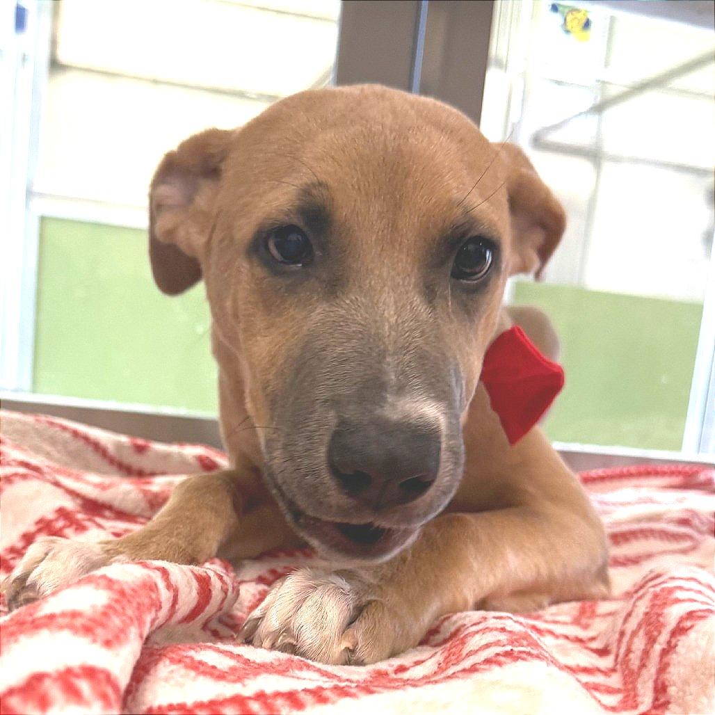 Enlarge Dawn, a Adoptable Mixed Breed in Las Cruces, NM image 2/4
