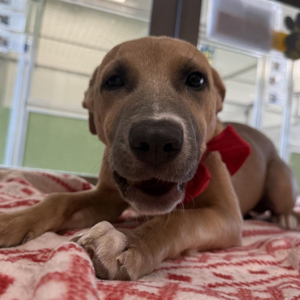 Enlarge Dawn, a Adoptable Mixed Breed in Las Cruces, NM image 3/4
