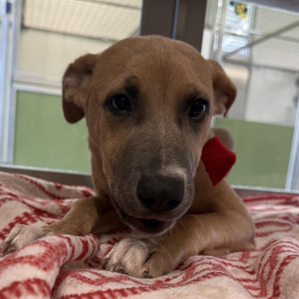 Enlarge Dawn, a Adoptable Mixed Breed in Las Cruces, NM image 4/4
