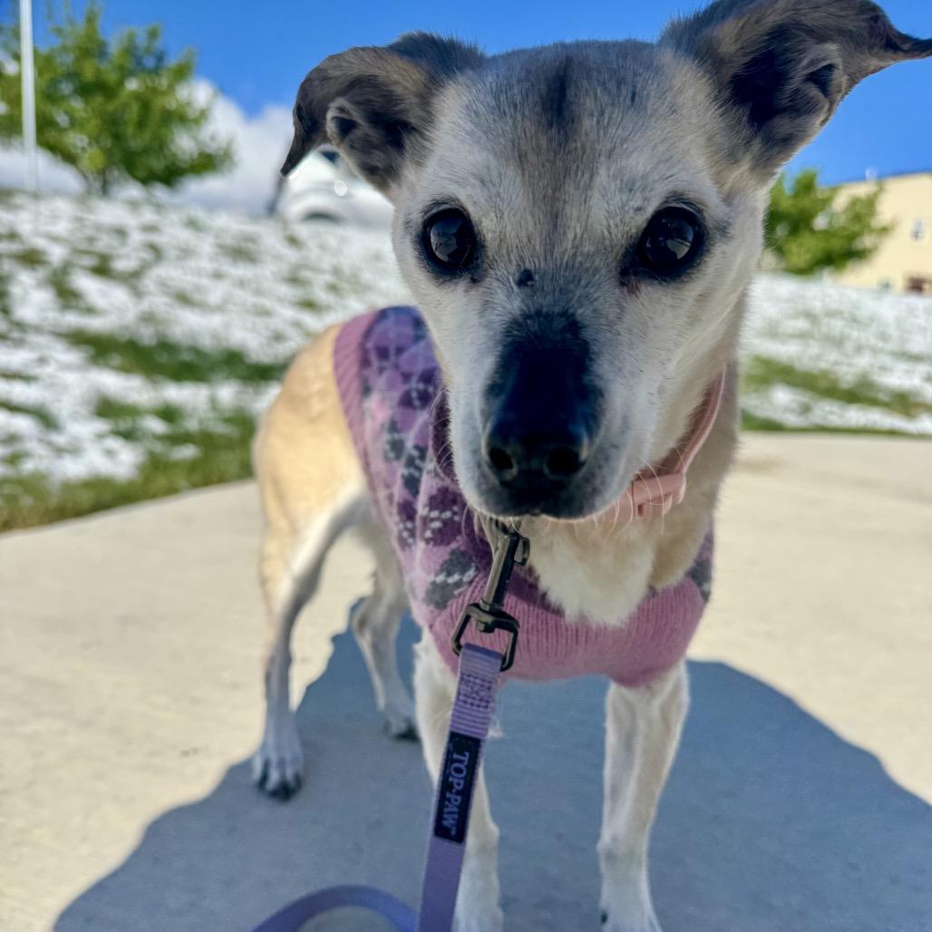 Enlarge Spirit, a Adoptable mixed breed in Bountiful, UT image 4/4