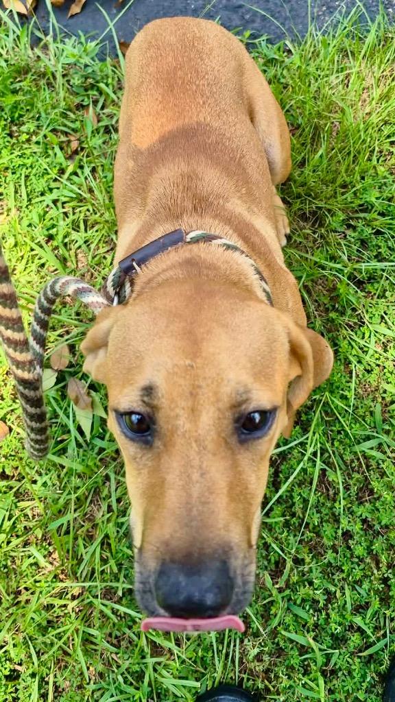 Honey, Adoptable, Puppy Female Labrador Retriever.