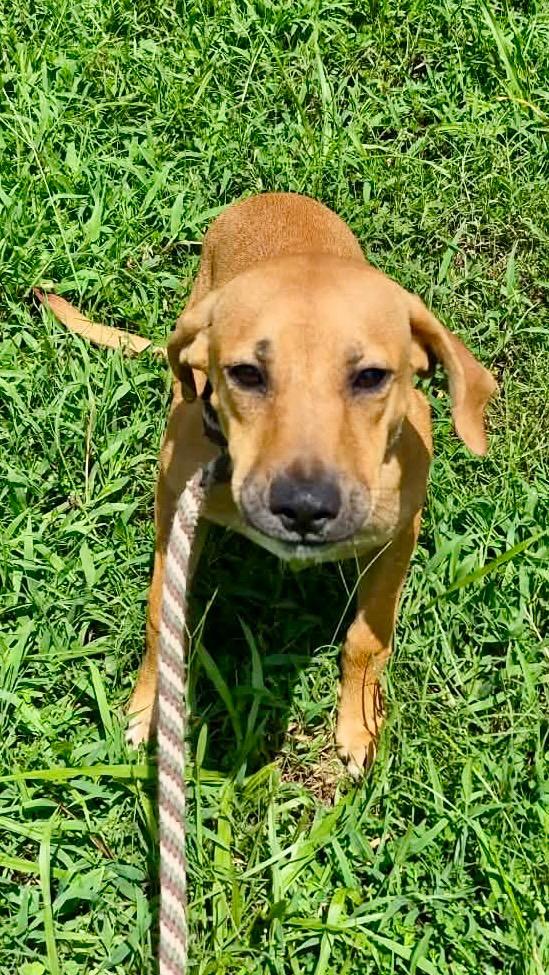 Honey, a Adoptable mixed breed in Forsyth, GA image 2/5