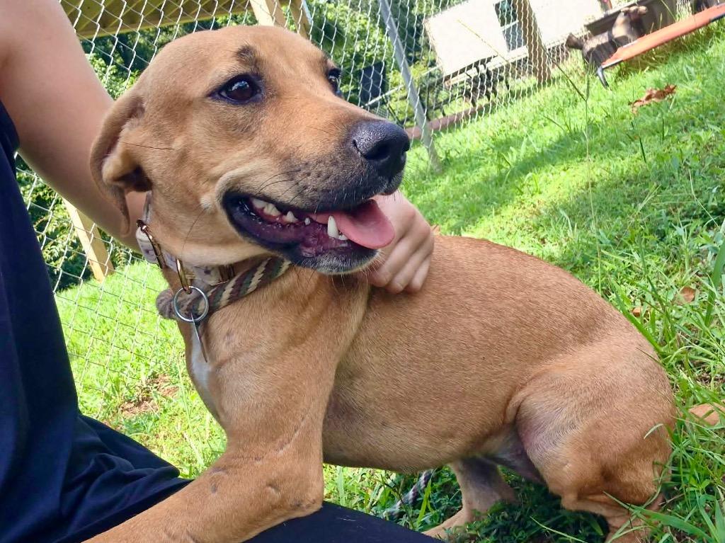 Honey, a Adoptable mixed breed in Forsyth, GA image 3/5