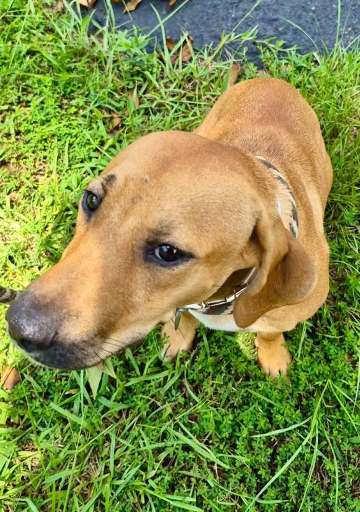 Honey, a Adoptable mixed breed in Forsyth, GA image 4/5