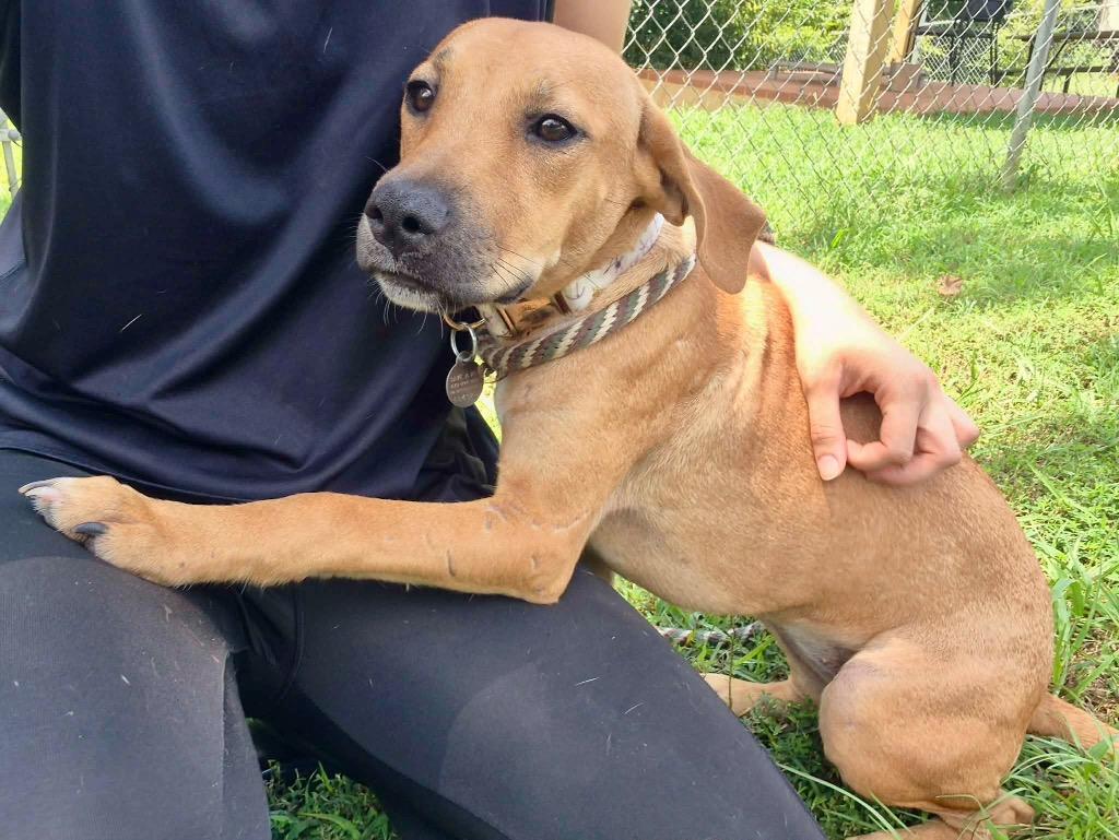 Honey, a Adoptable mixed breed in Forsyth, GA image 5/5