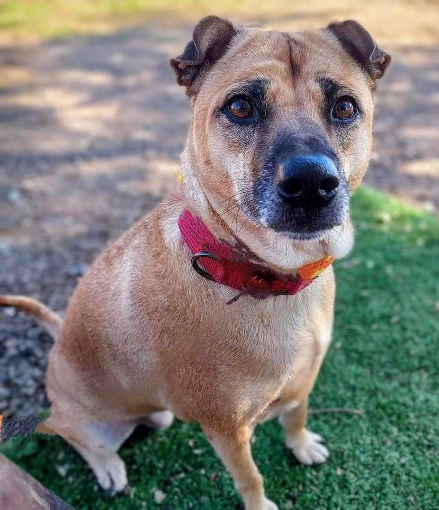 Ethel, Adoptable, Adult Female Shar-Pei & Jindo.