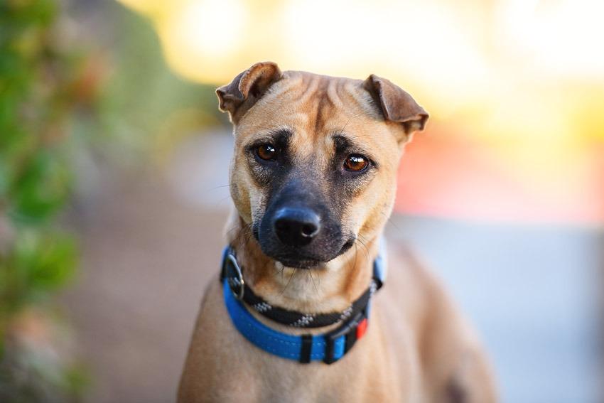 Enlarge Ethel, a Adoptable mixed breed in San Diego, CA image 3/6