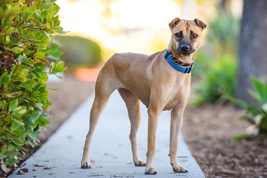 Ethel, a Adoptable mixed breed in San Diego, CA image 3/6