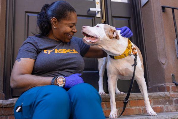 Suzie Q, a Adoptable Mixed Breed in New York, NY image 1/3