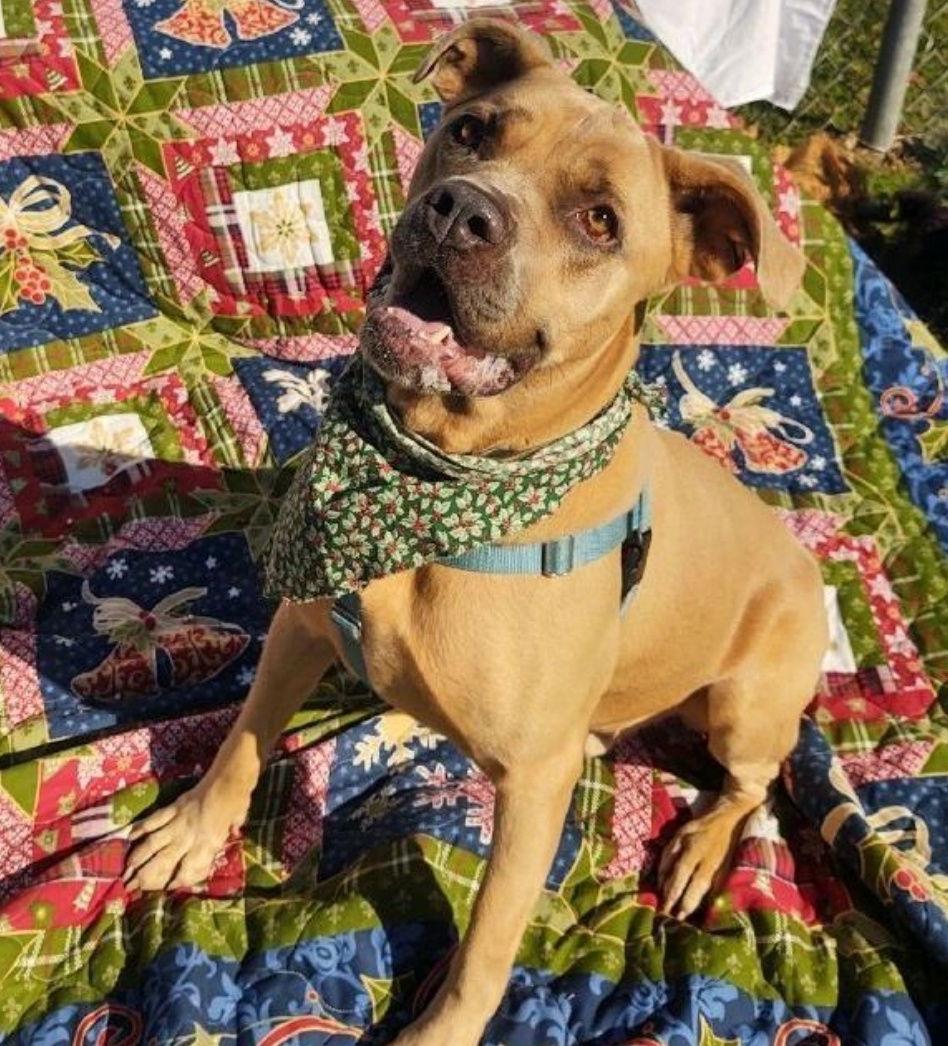 Enlarge Aries, a Adoptable Cane Corso in Cape May Court House, NJ image 1/3