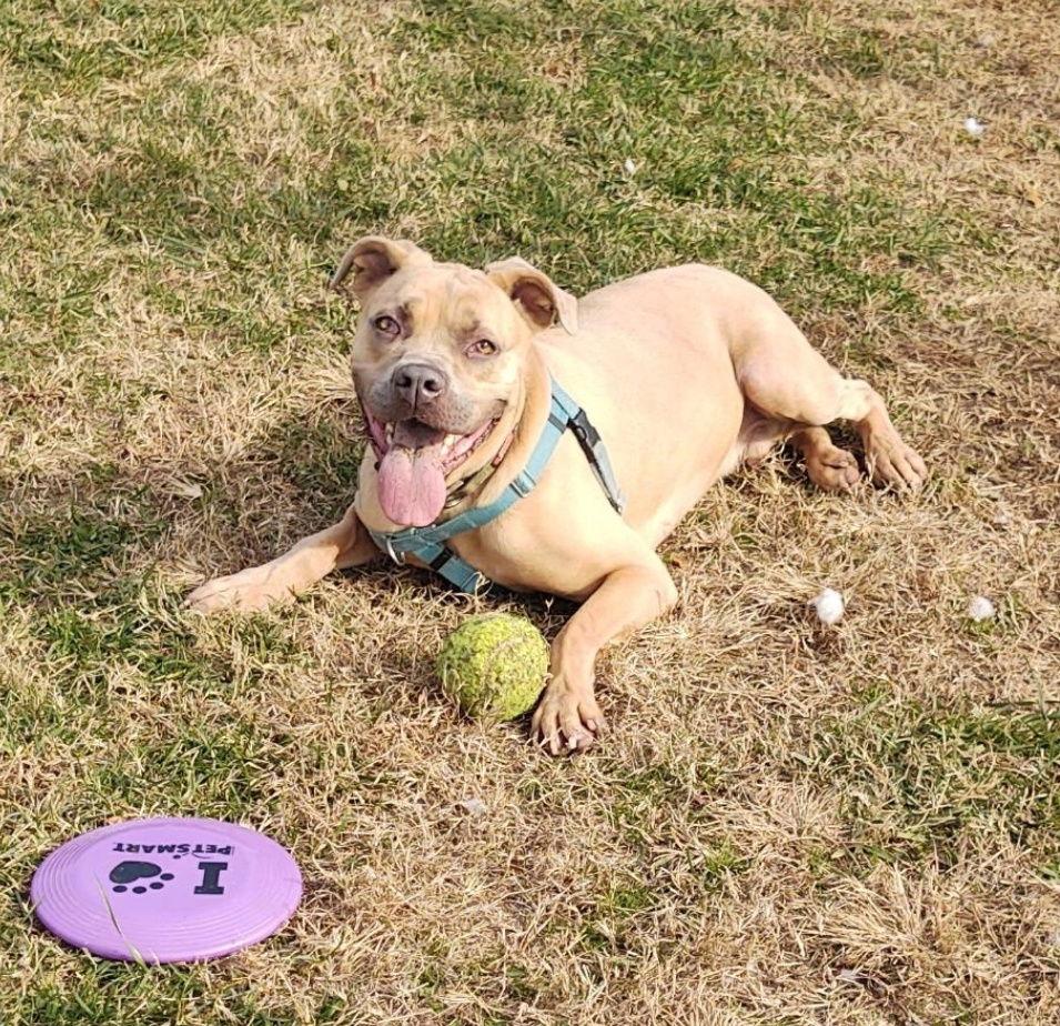 Enlarge Aries, a Adoptable Cane Corso in Cape May Court House, NJ image 2/3