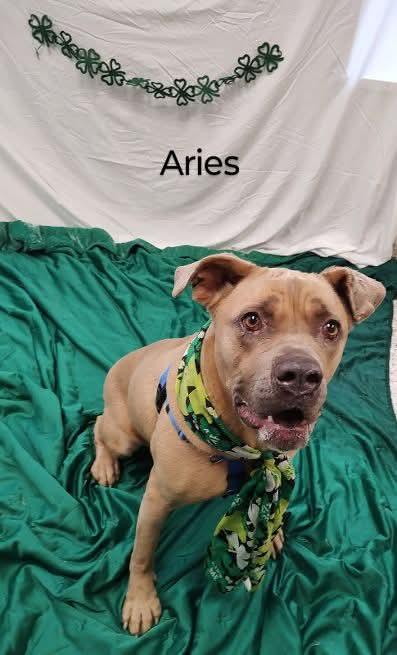 Enlarge Aries, a Adoptable Cane Corso in Cape May Court House, NJ image 3/3