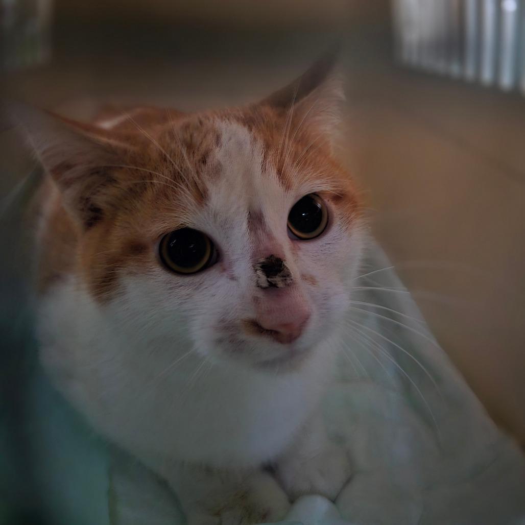 Foxy, Adoptable, Kitten Male Domestic Short Hair.