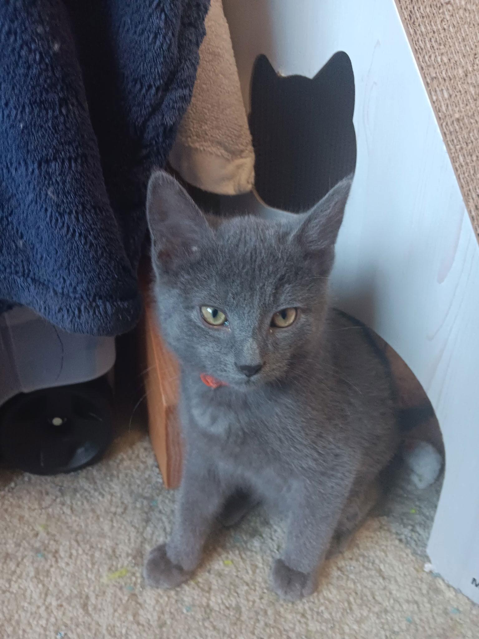 Enlarge Chance, a Adopted Domestic Short Hair in Forest Lake, MN image 1/1