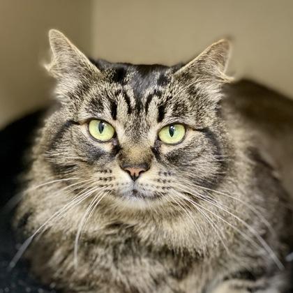 Lilly, Adoptable, Senior Female Domestic Long Hair & Domestic Short Hair.