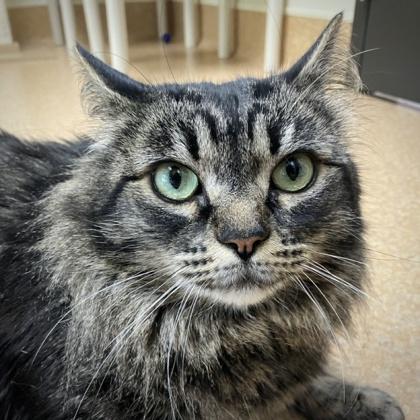 Enlarge Lilly, a Adoptable mixed breed in Burlington, WA image 2/3