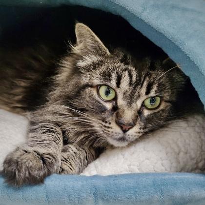 Enlarge Lilly, a Adoptable mixed breed in Burlington, WA image 3/3