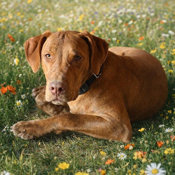 Enlarge Eustace, a Adoptable mixed breed in Springfield, MO image 5/6