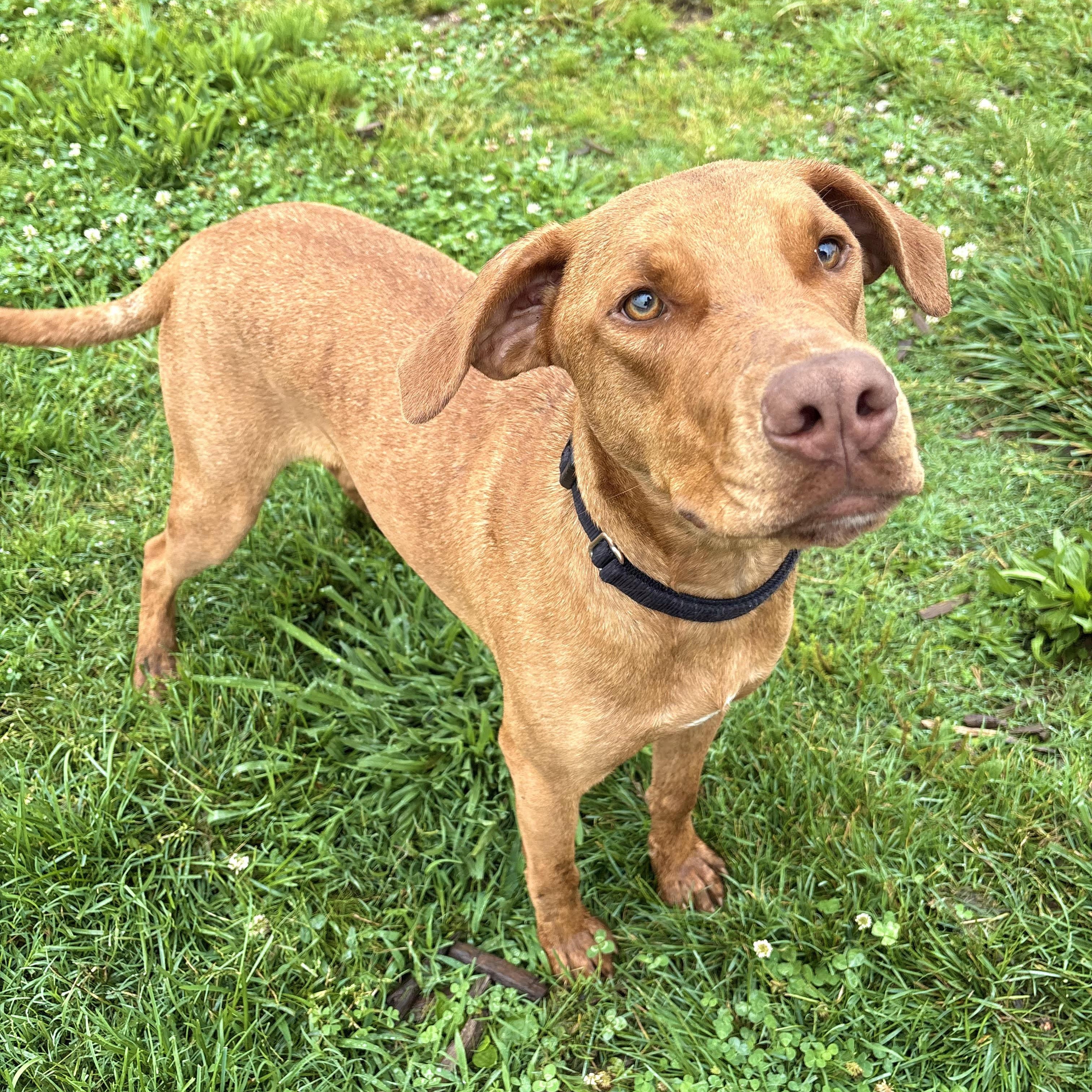 Enlarge Eustace, a Adoptable mixed breed in Springfield, MO image 6/6