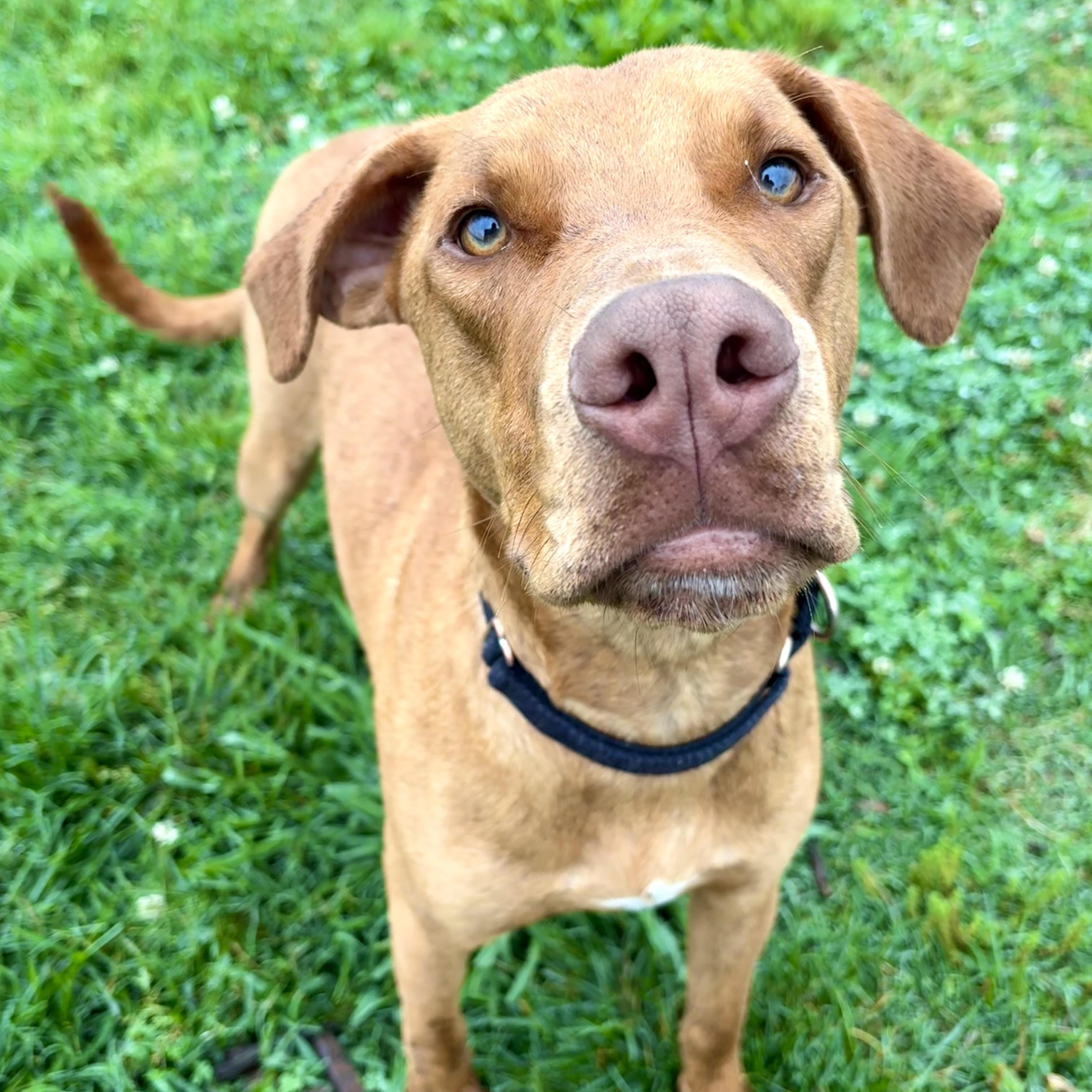 Enlarge Eustace, a Adoptable mixed breed in Springfield, MO image 4/6