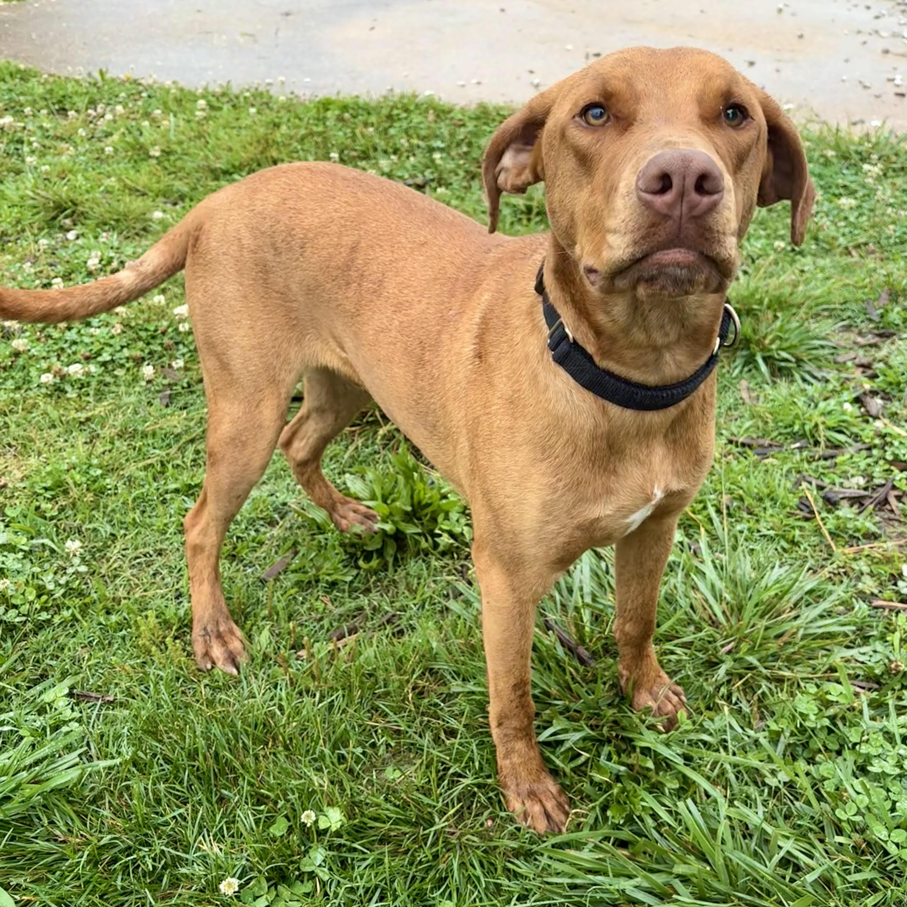 Enlarge Eustace, a Adoptable mixed breed in Springfield, MO image 3/6