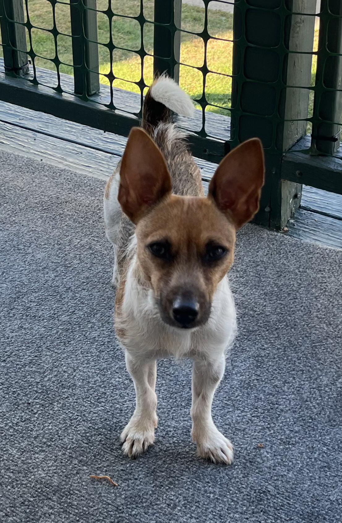 Rainey, Adopted, Young Female Jack Russell Terrier & Rat Terrier.