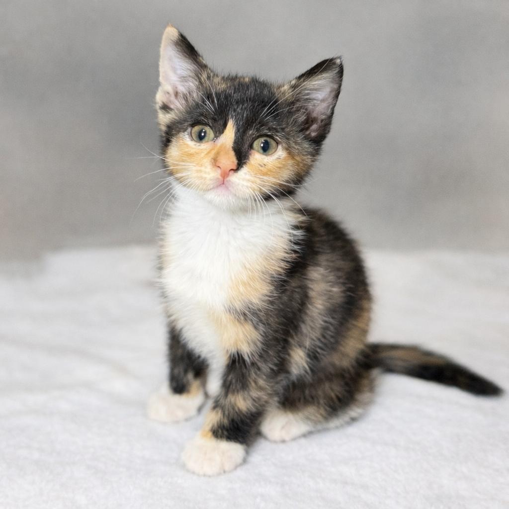 Tulip, adopted, Young Female Domestic Short Hair.