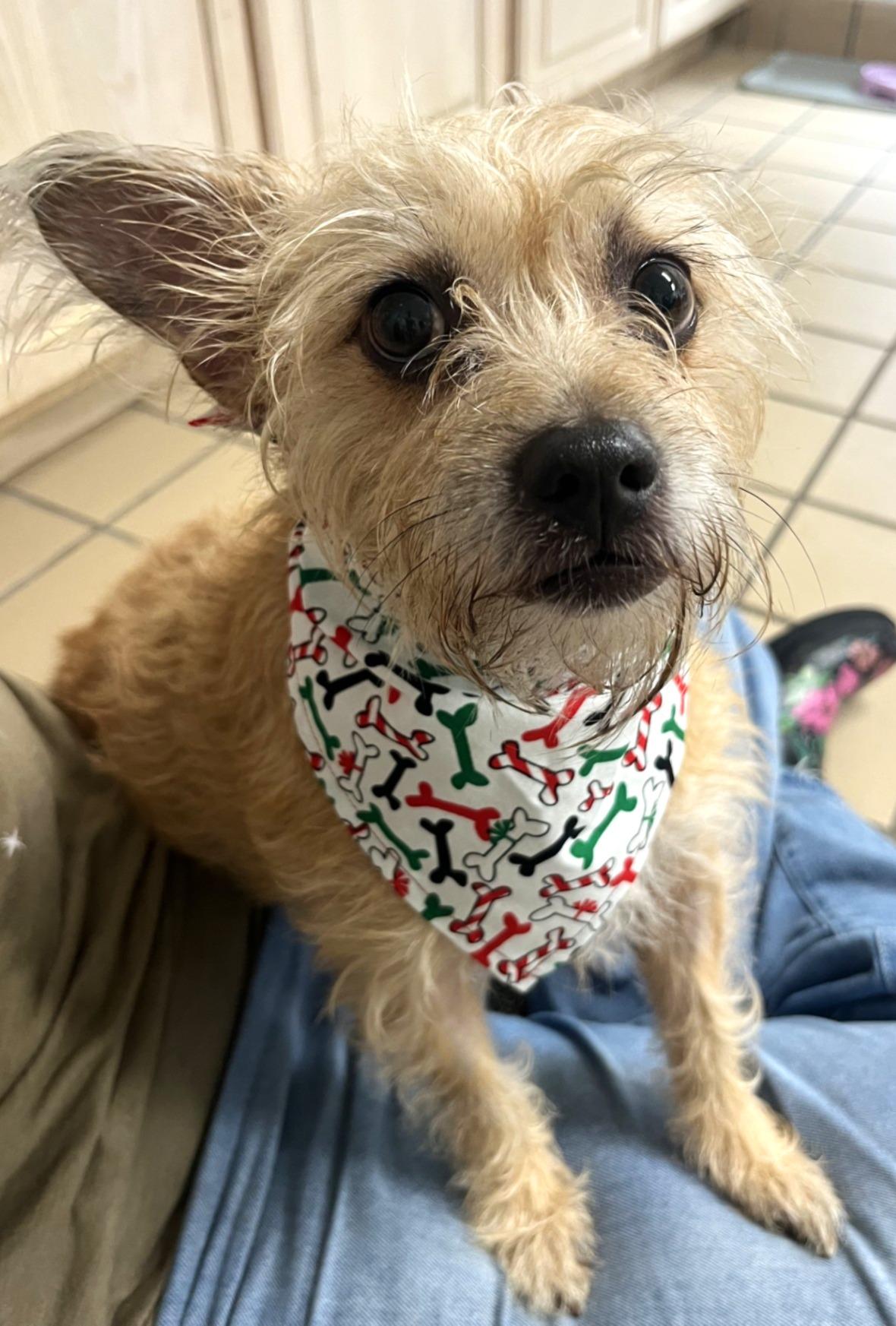 Jingles, Adopted, Senior Female Terrier.