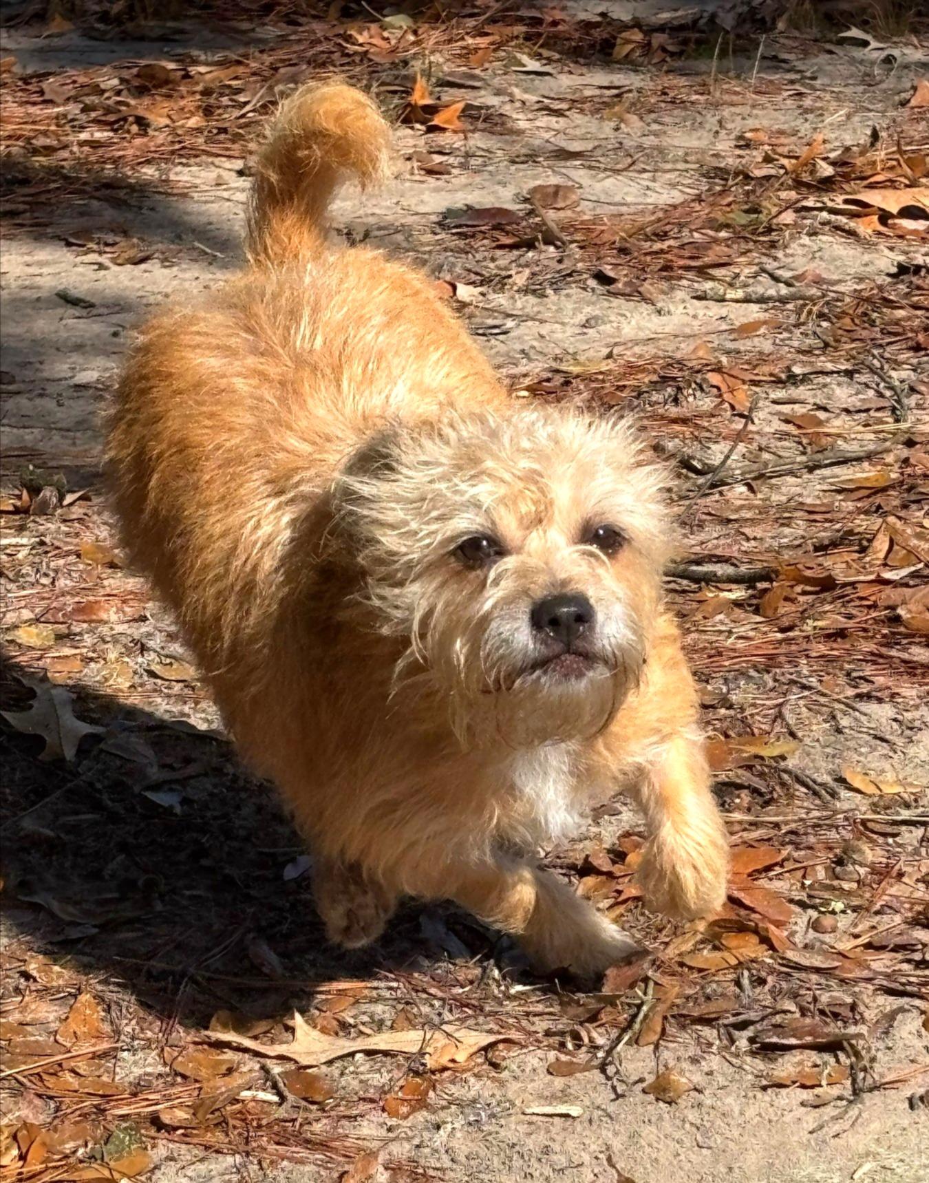 Enlarge Jingles, a Adopted mixed breed in Lufkin, TX image 2/5