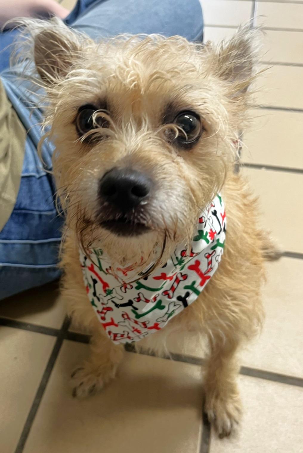 Enlarge Jingles, a Adopted mixed breed in Lufkin, TX image 3/5