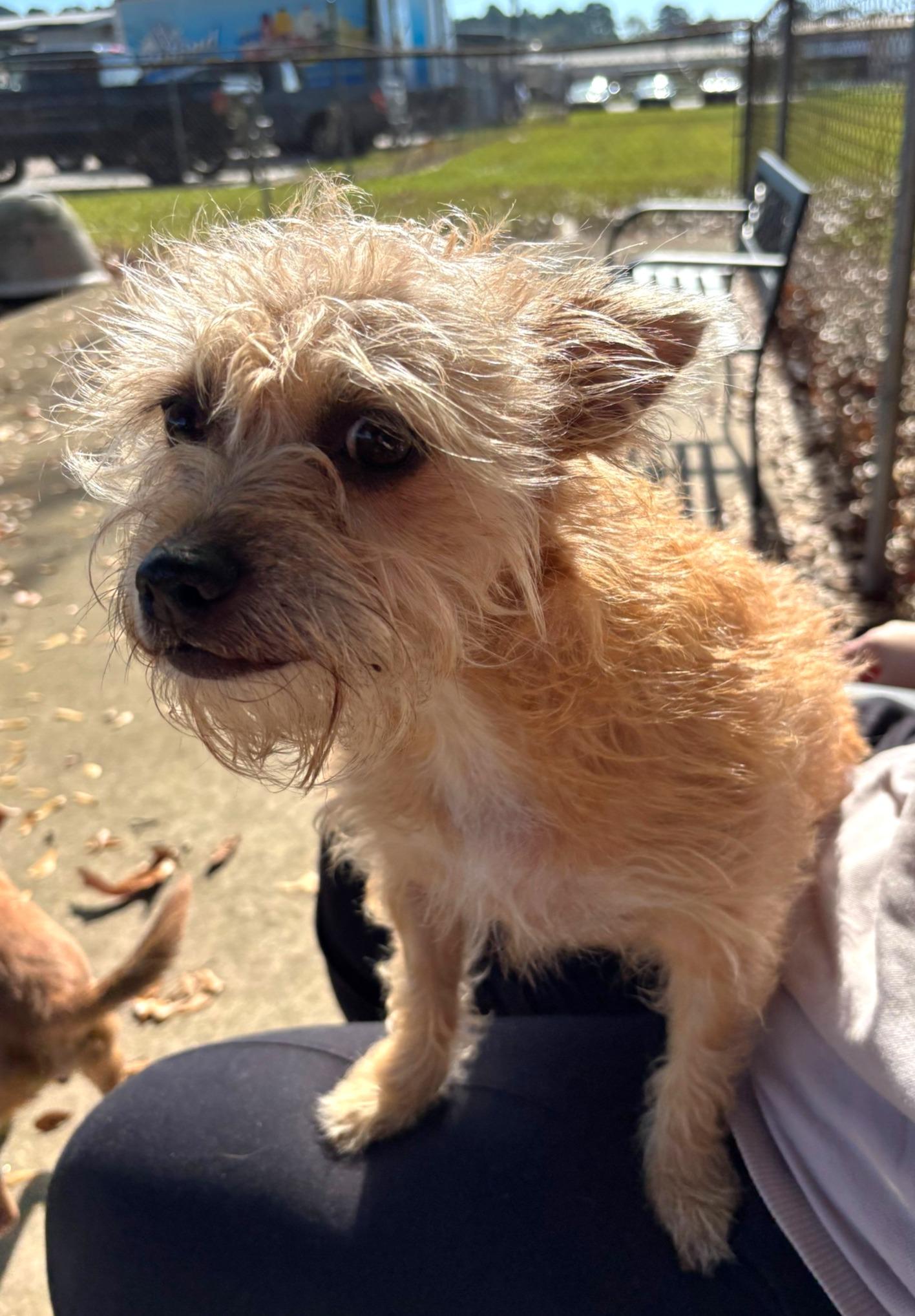 Enlarge Jingles, a Adopted mixed breed in Lufkin, TX image 4/5