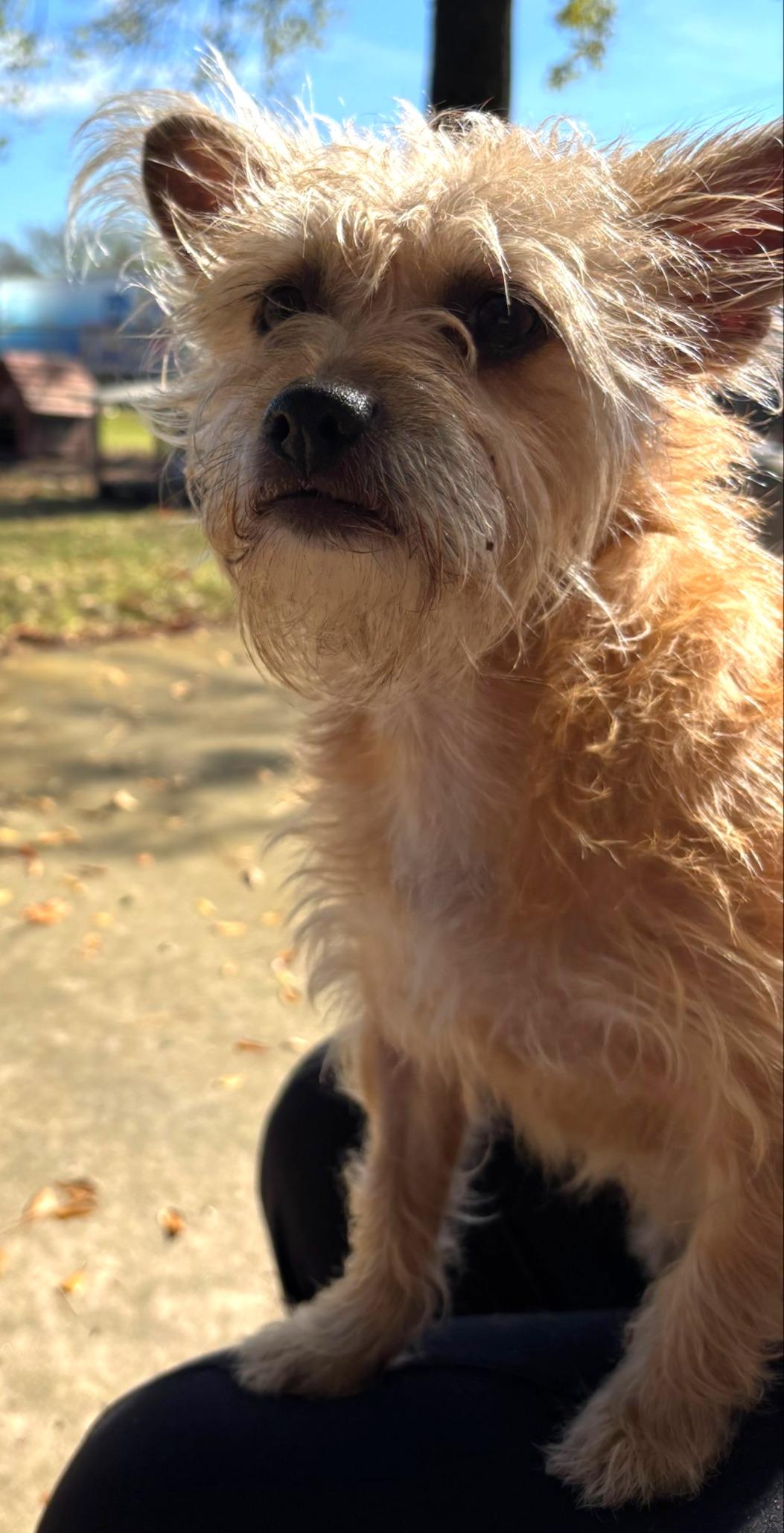 Enlarge Jingles, a Adopted mixed breed in Lufkin, TX image 5/5
