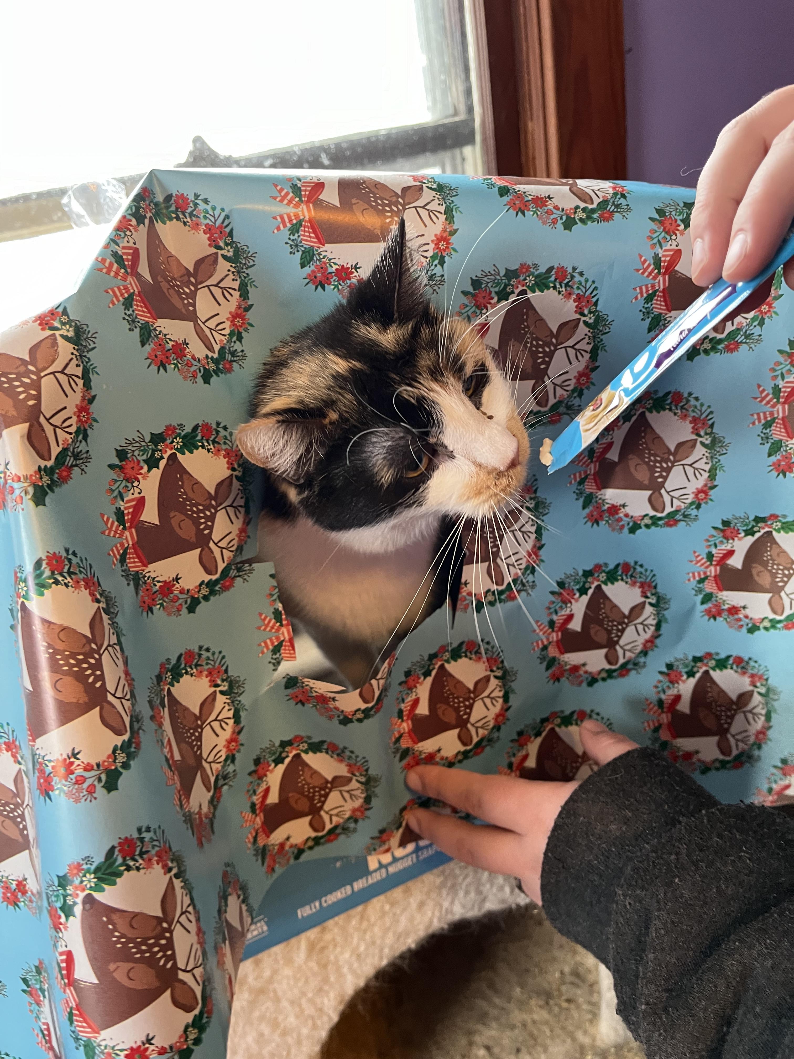 Mandy, a Adoptable Domestic Short Hair in Olean , NY image 1/6