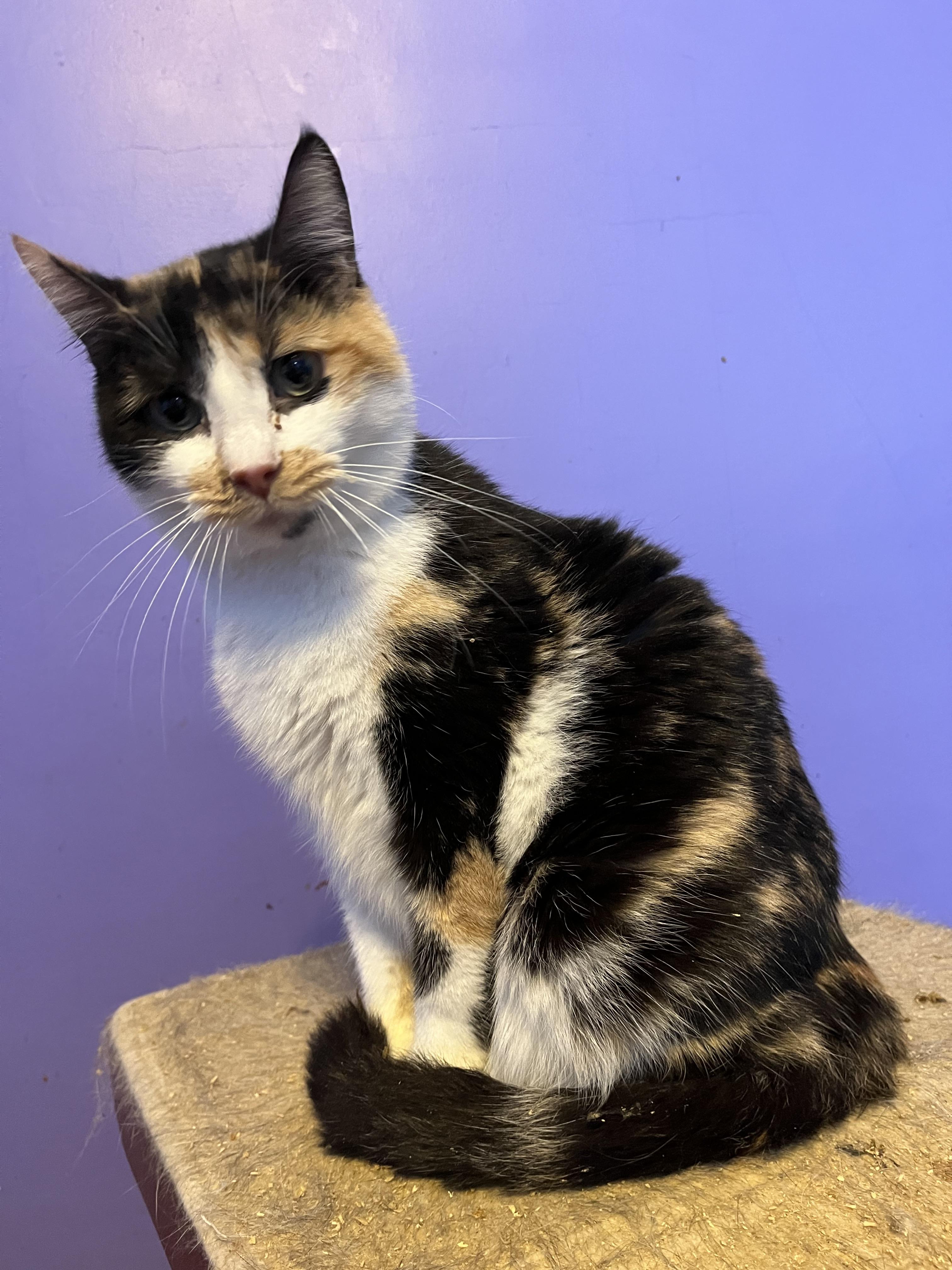 Mandy, a Adoptable Domestic Short Hair in Olean , NY image 2/6