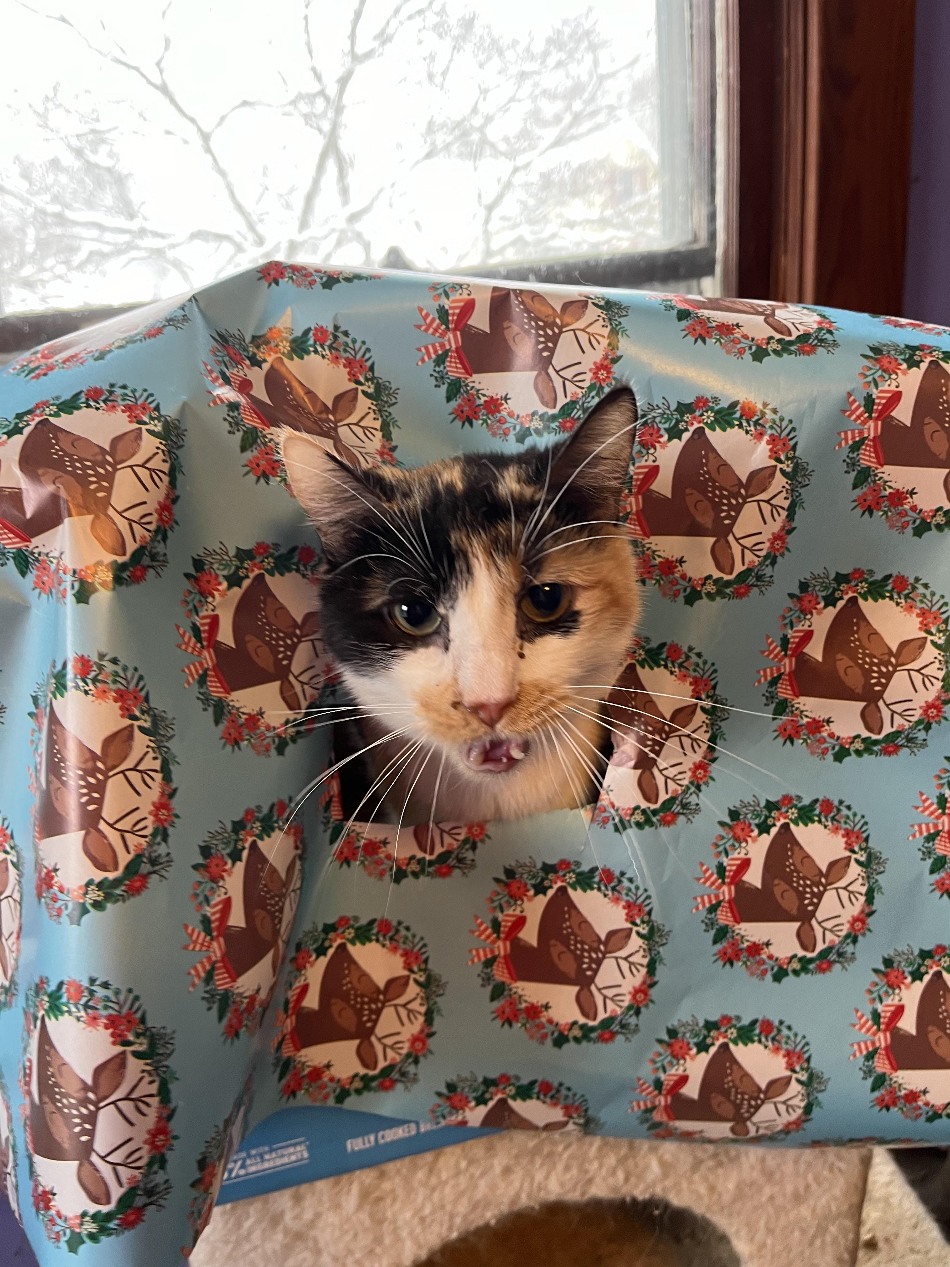 Mandy, a Adoptable Domestic Short Hair in Olean , NY image 3/6