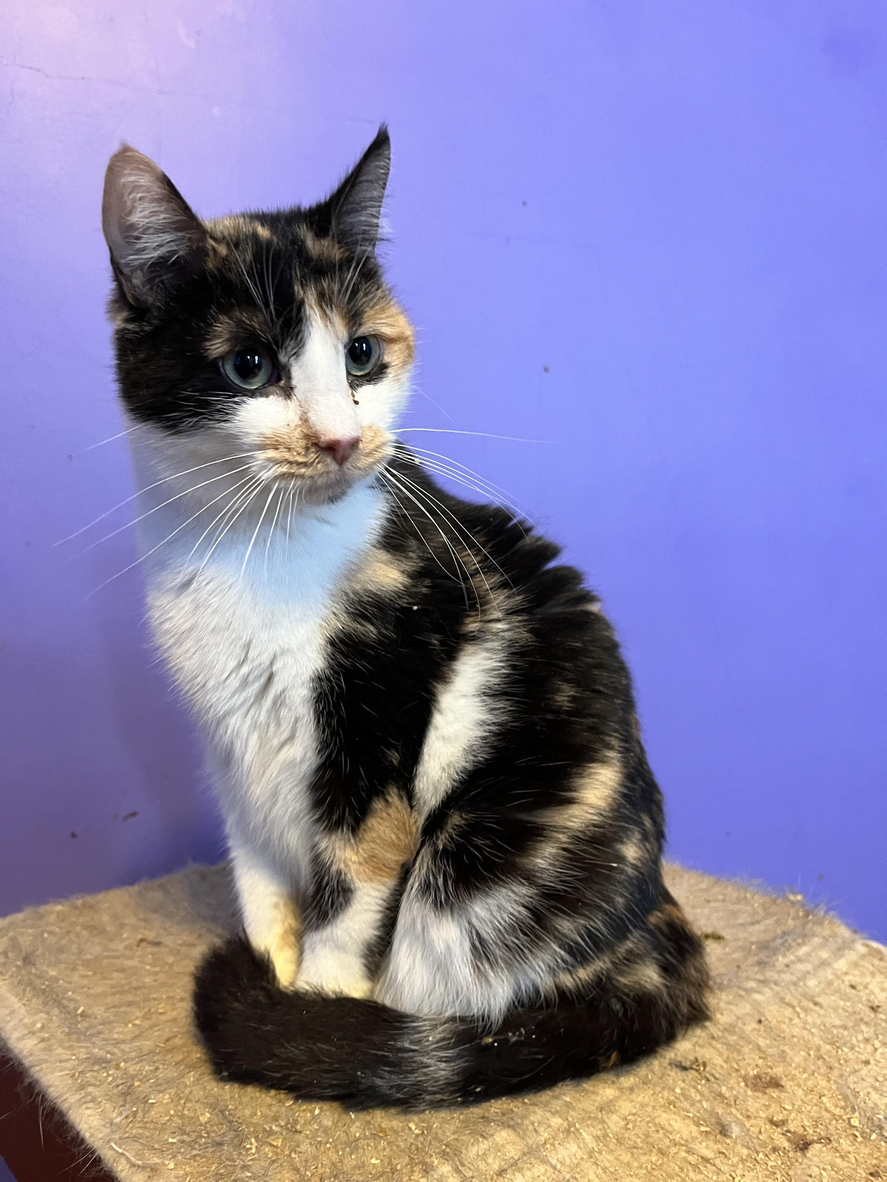 Mandy, a Adoptable Domestic Short Hair in Olean , NY image 4/6