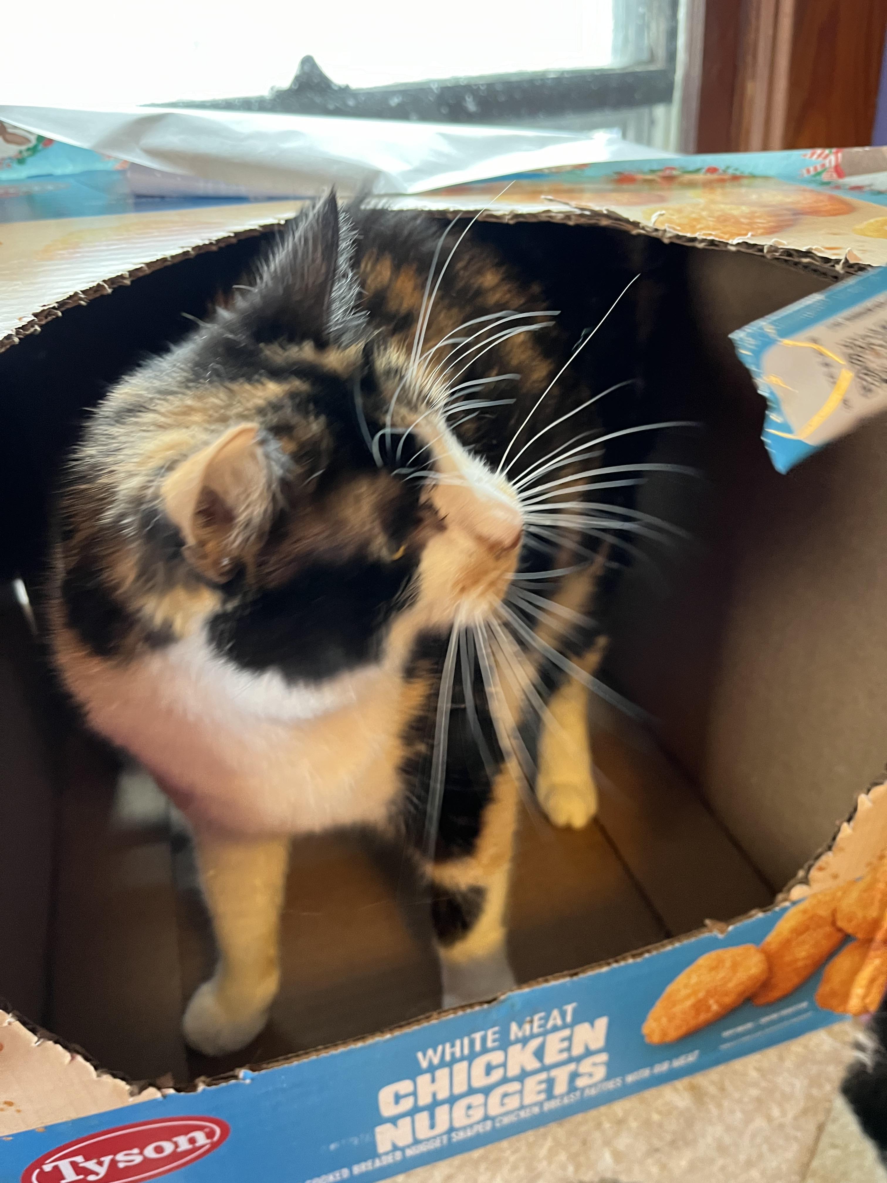 Mandy, a Adoptable Domestic Short Hair in Olean , NY image 5/6