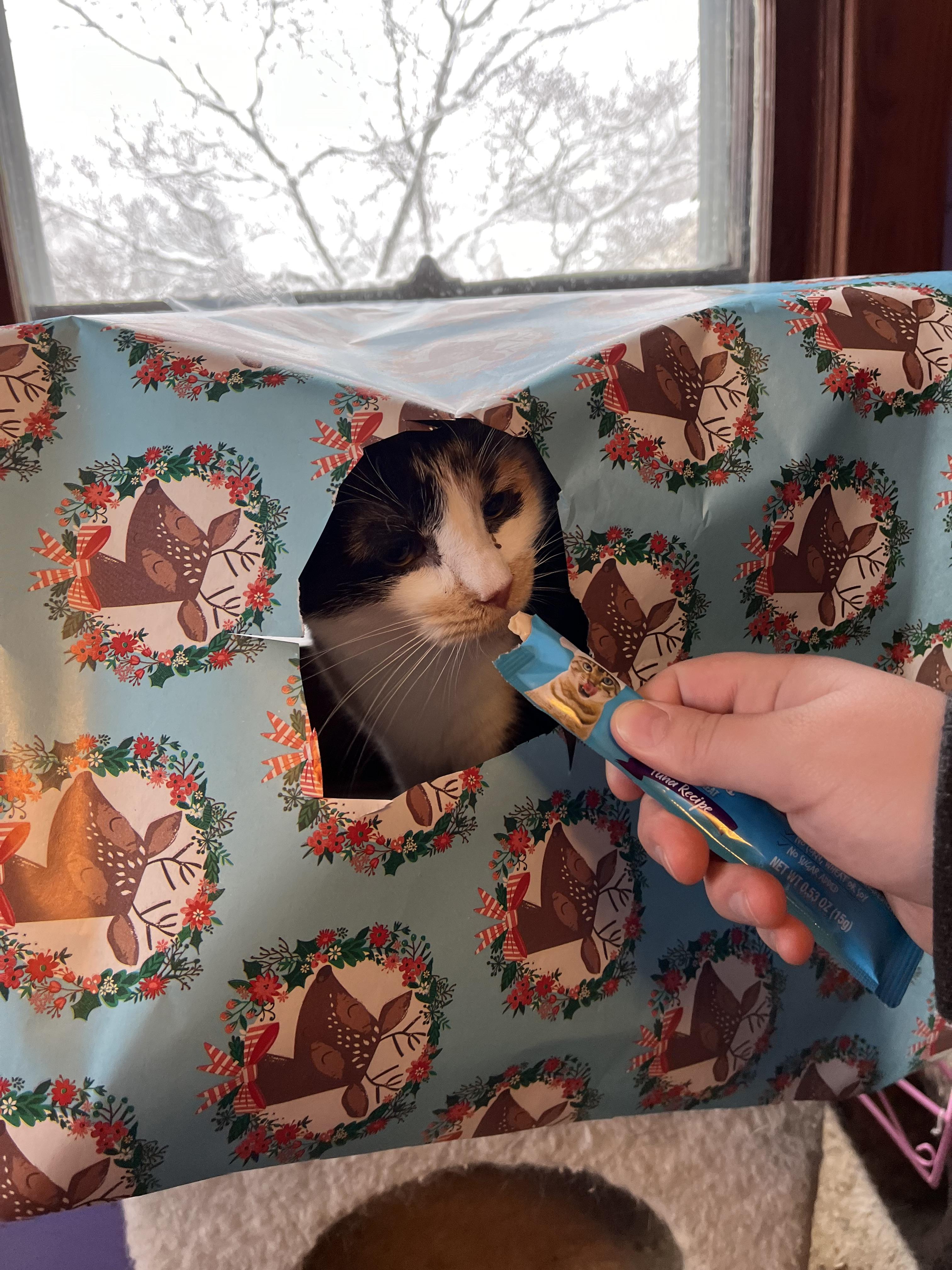 Mandy, a Adoptable Domestic Short Hair in Olean , NY image 6/6