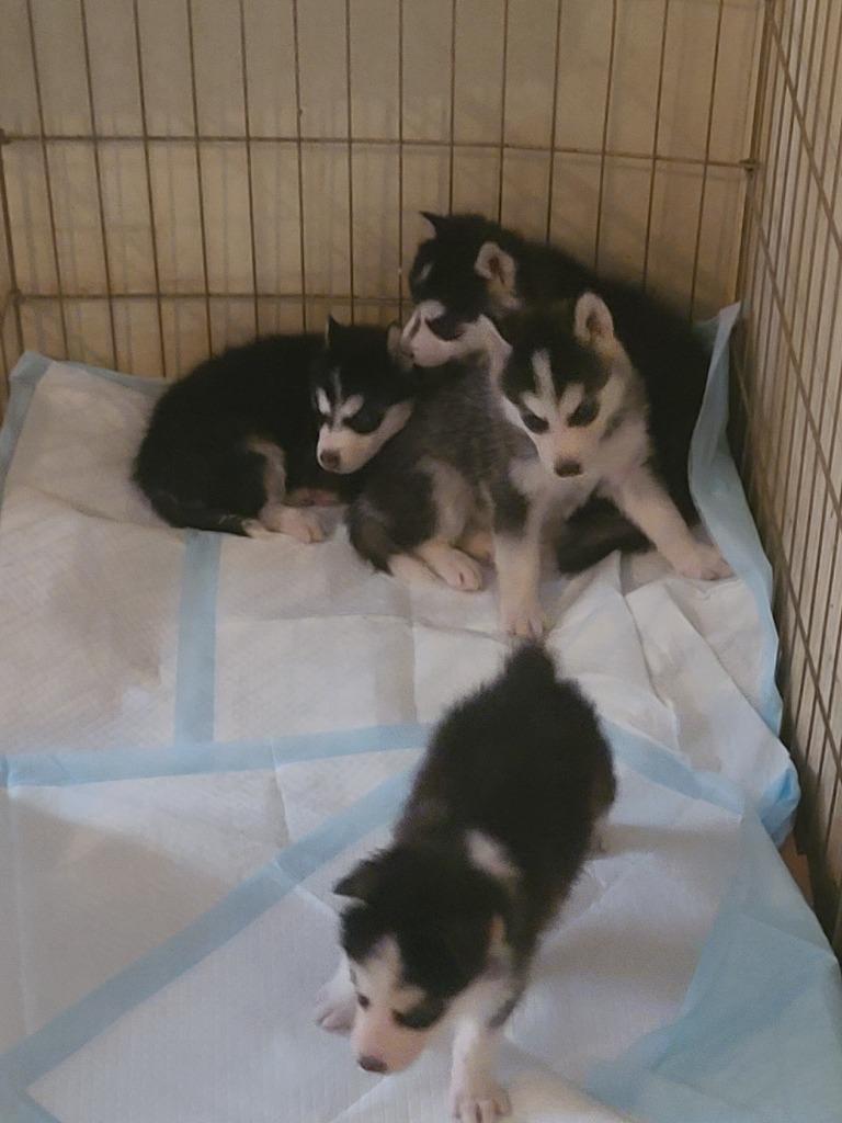 Enlarge Ivy, a Adopted Husky in Fort Stockton, TX image 1/2